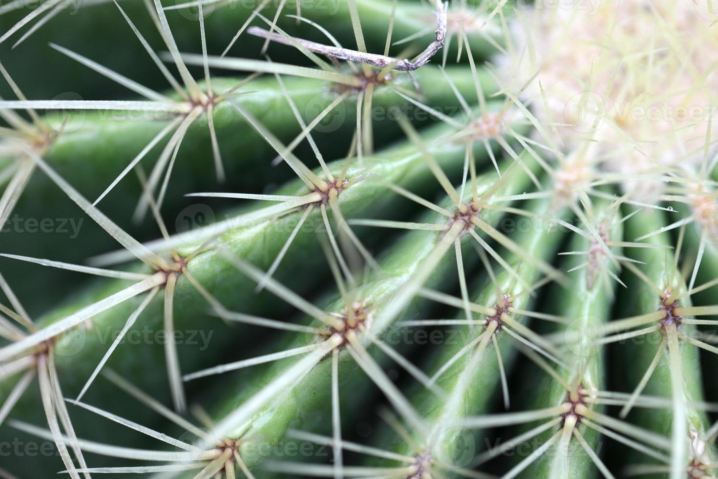 Macro of Cactus photo