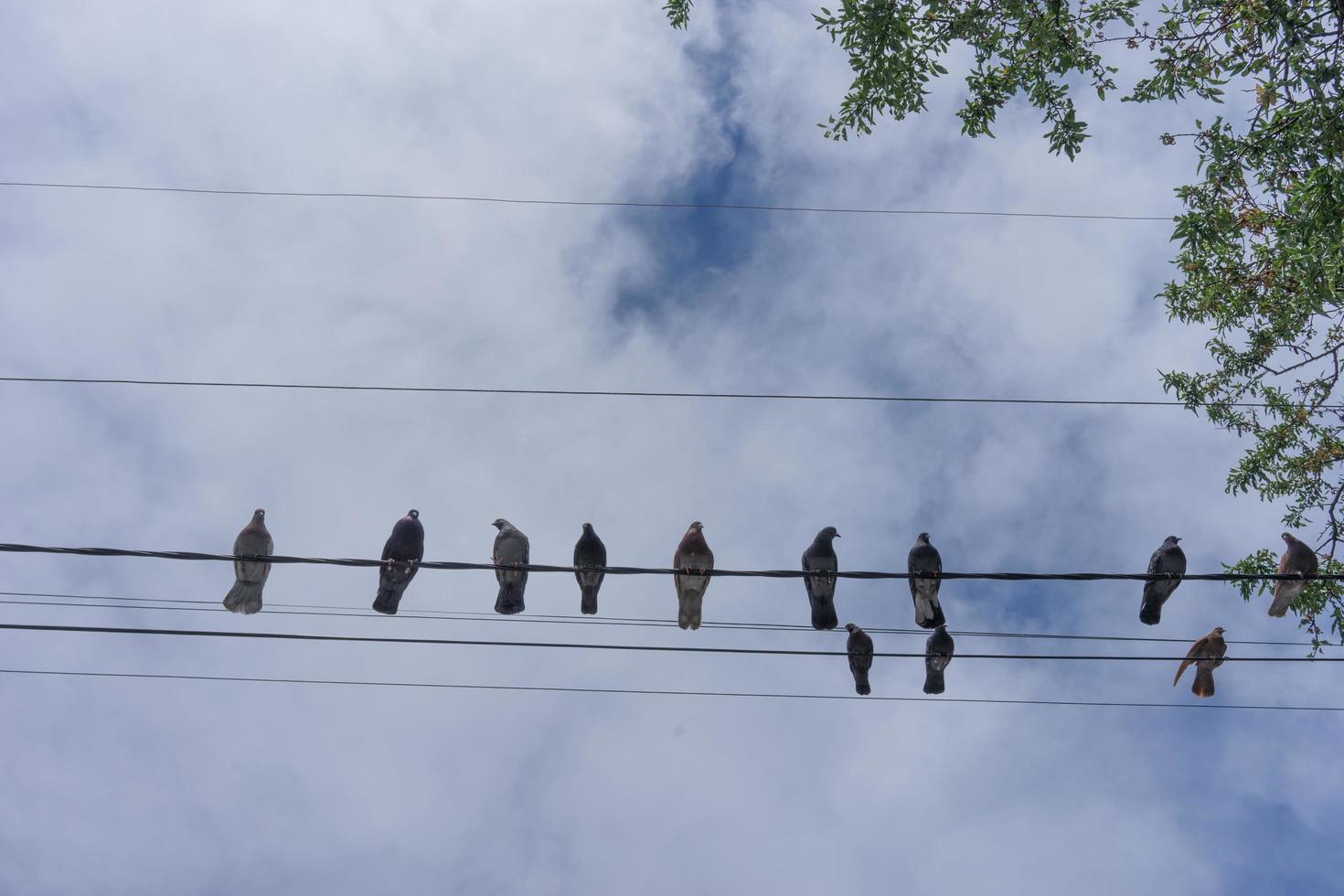 Pigeons sit on wires against the blue sky. photo