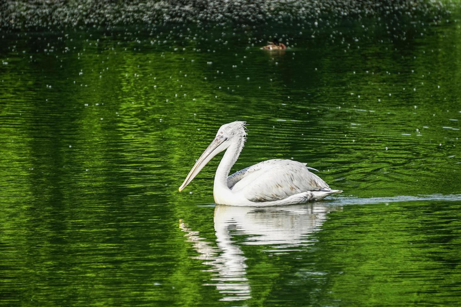 pelícano blanco flotando en la superficie del agua verde foto