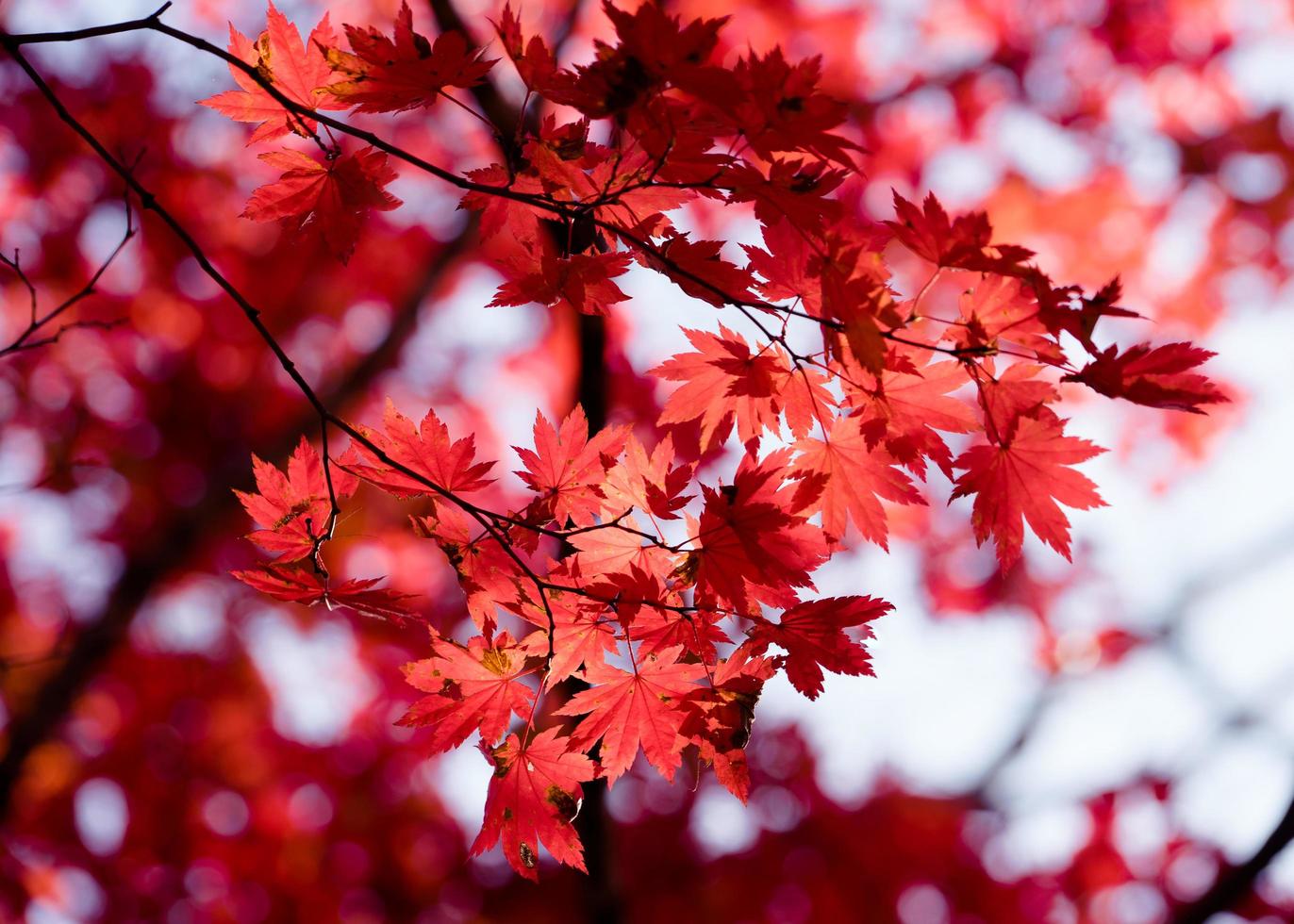 Autumnal ornament, red leaves of maple photo