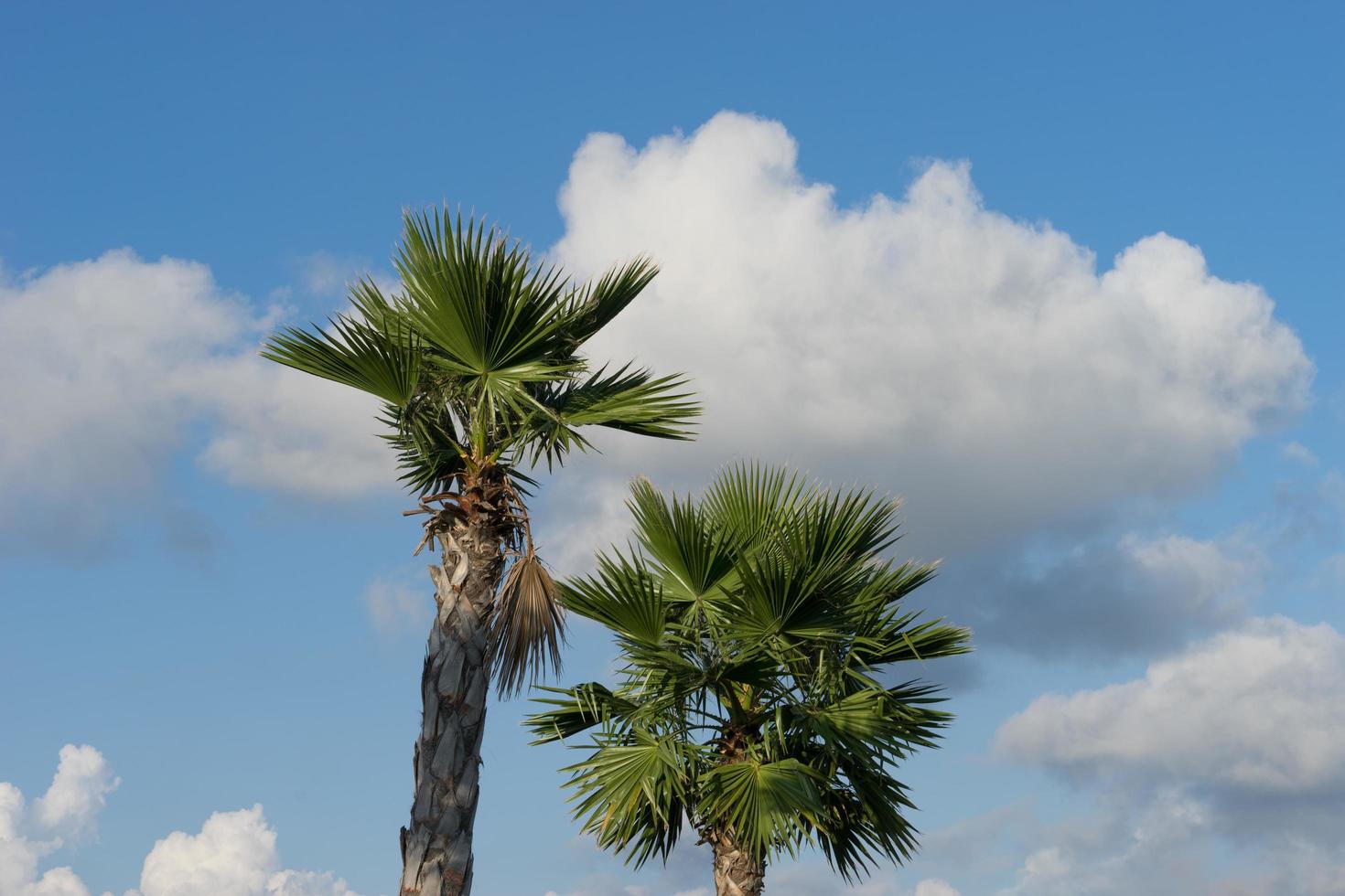 the trunk fan palm with large leaves against photo