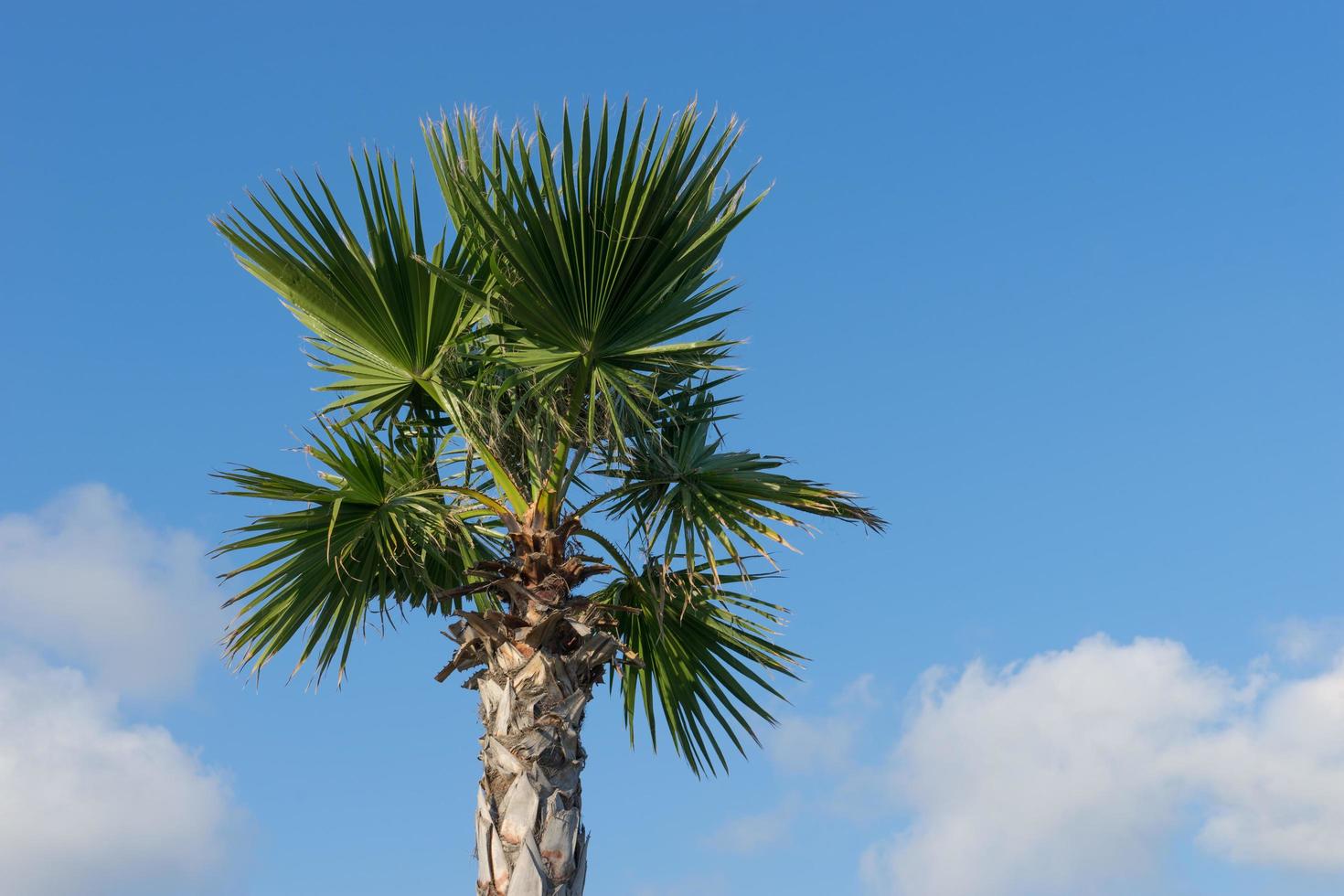 the trunk fan palm with large leaves against photo