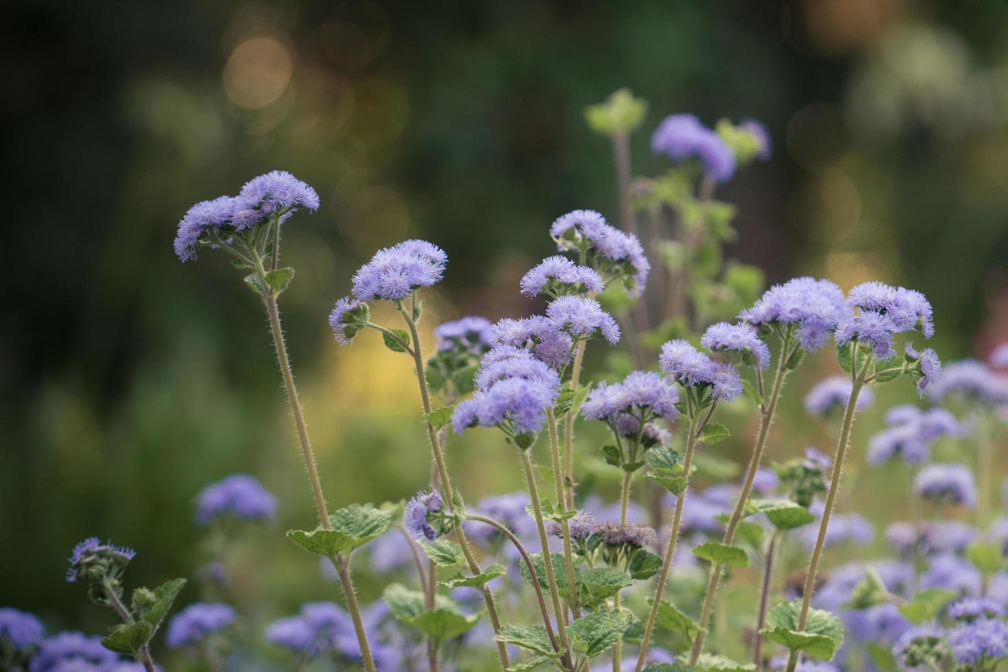 Fluffy lilac flowers on blurred dark green background photo