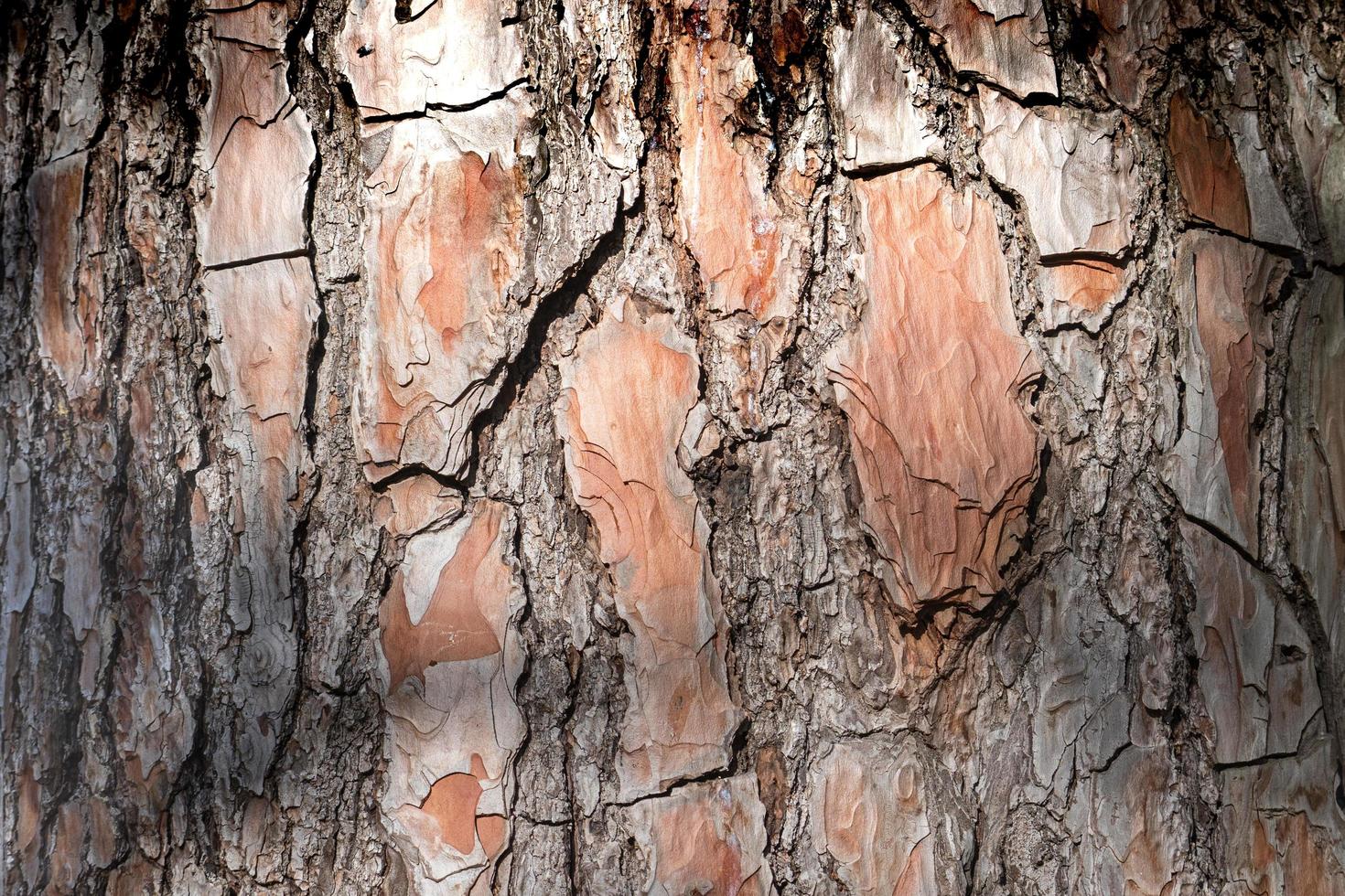 Fondo natural de un primer plano de corteza de árbol marrón foto