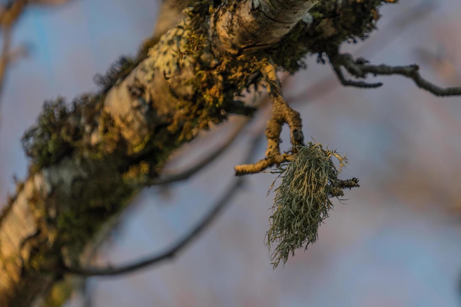 Rama de árbol seco con musgo verde sobre un fondo borroso foto