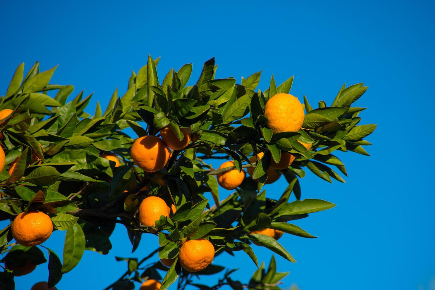 The branches of a tangerine tree with a large orange fruit photo