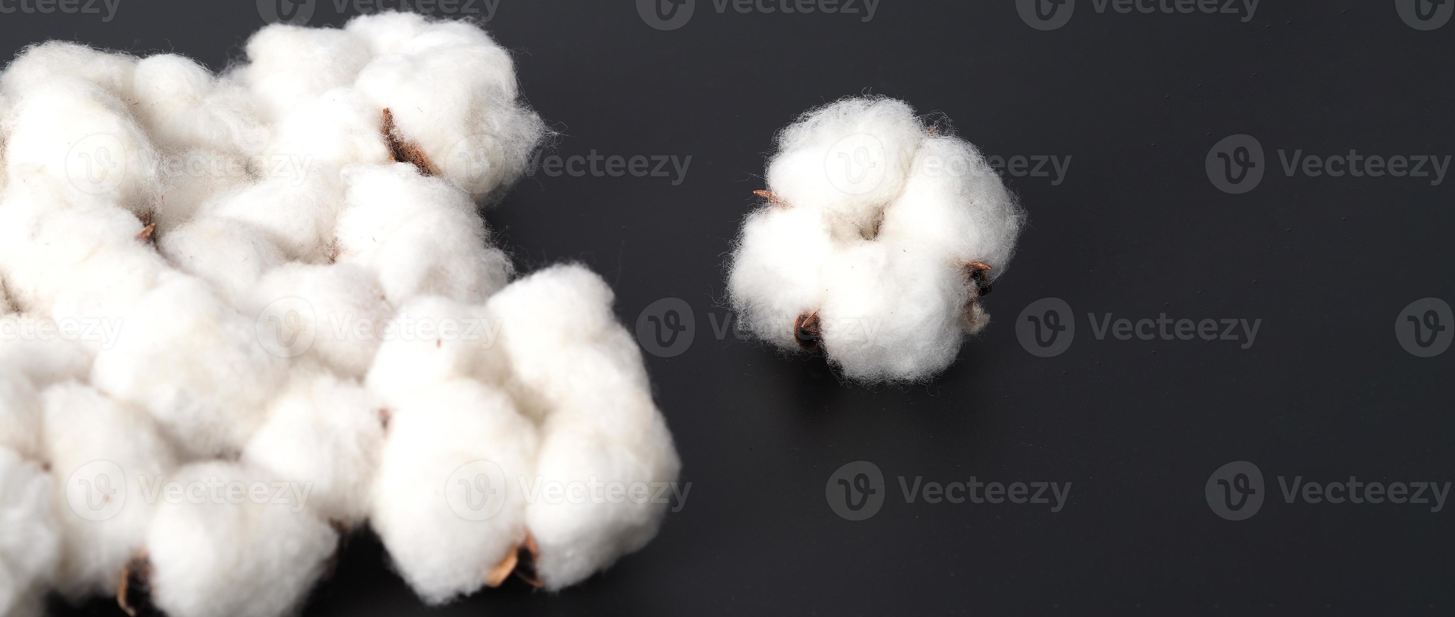 Cotton flowers isolated on black background. 3440194 Stock Photo at