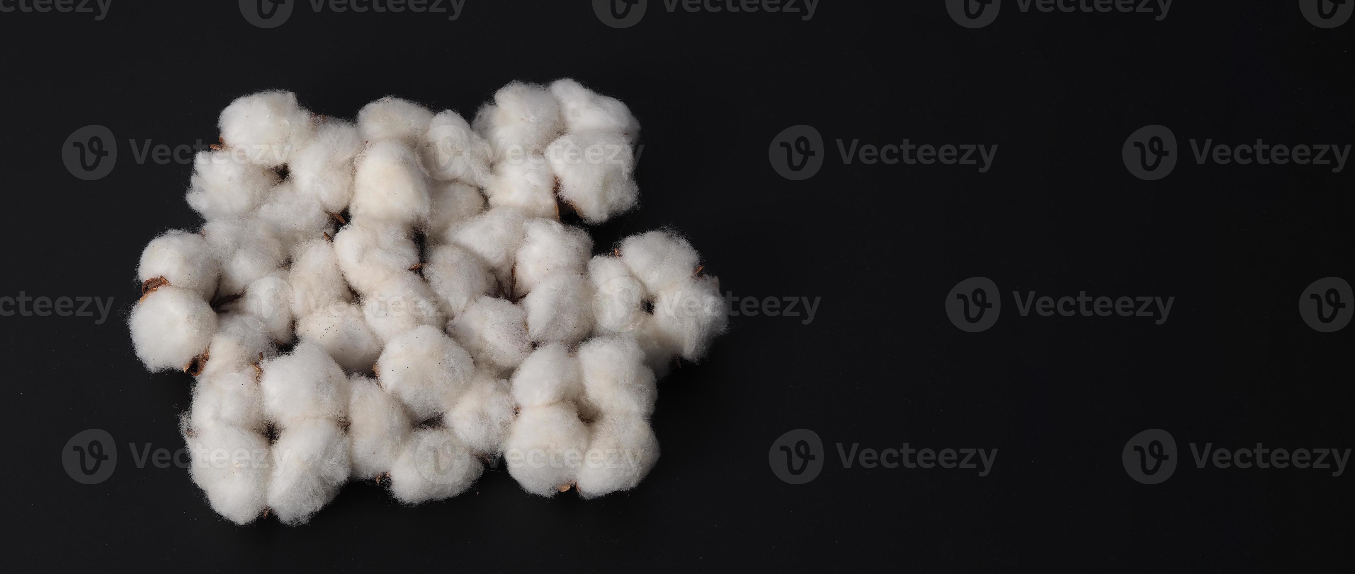 Cotton flowers isolated on black background. 3440197 Stock Photo at