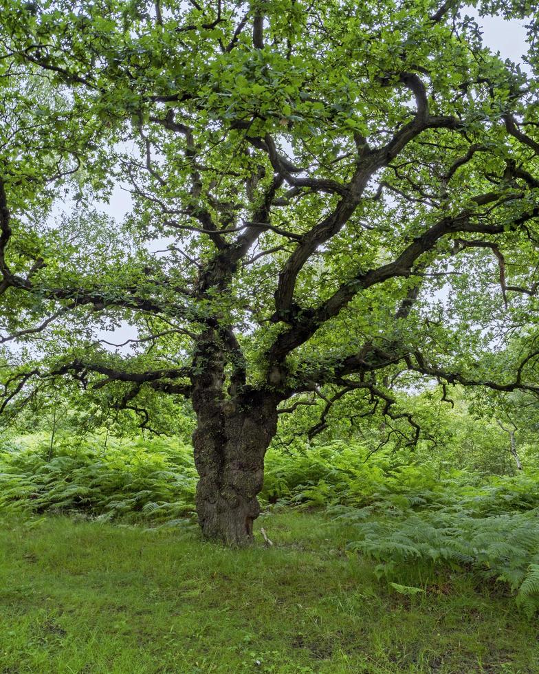 Ancient oak tree with green summer foliage photo