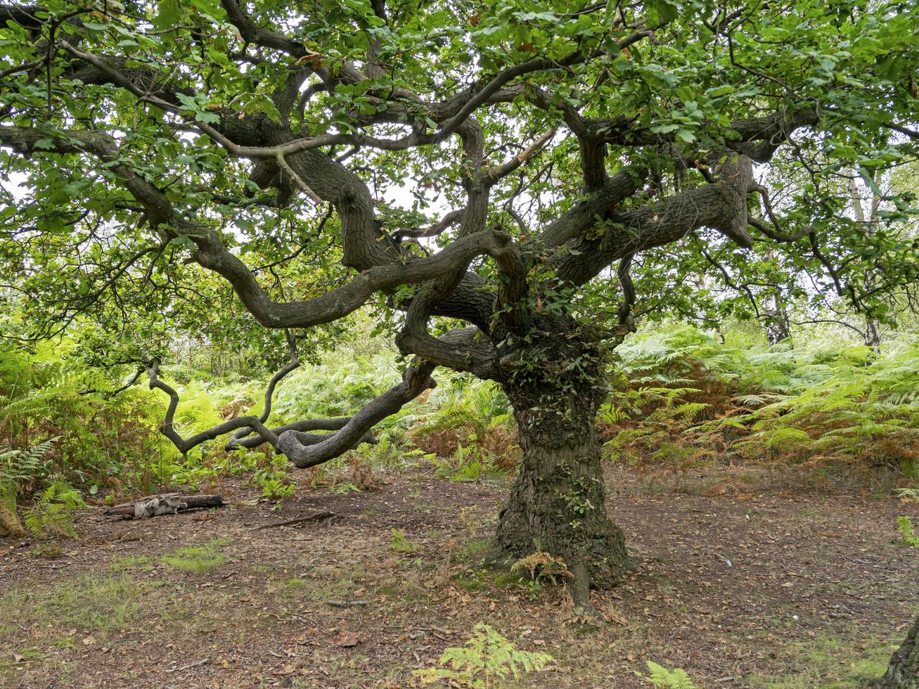 Oak tree with spreading branches green summer foliage photo