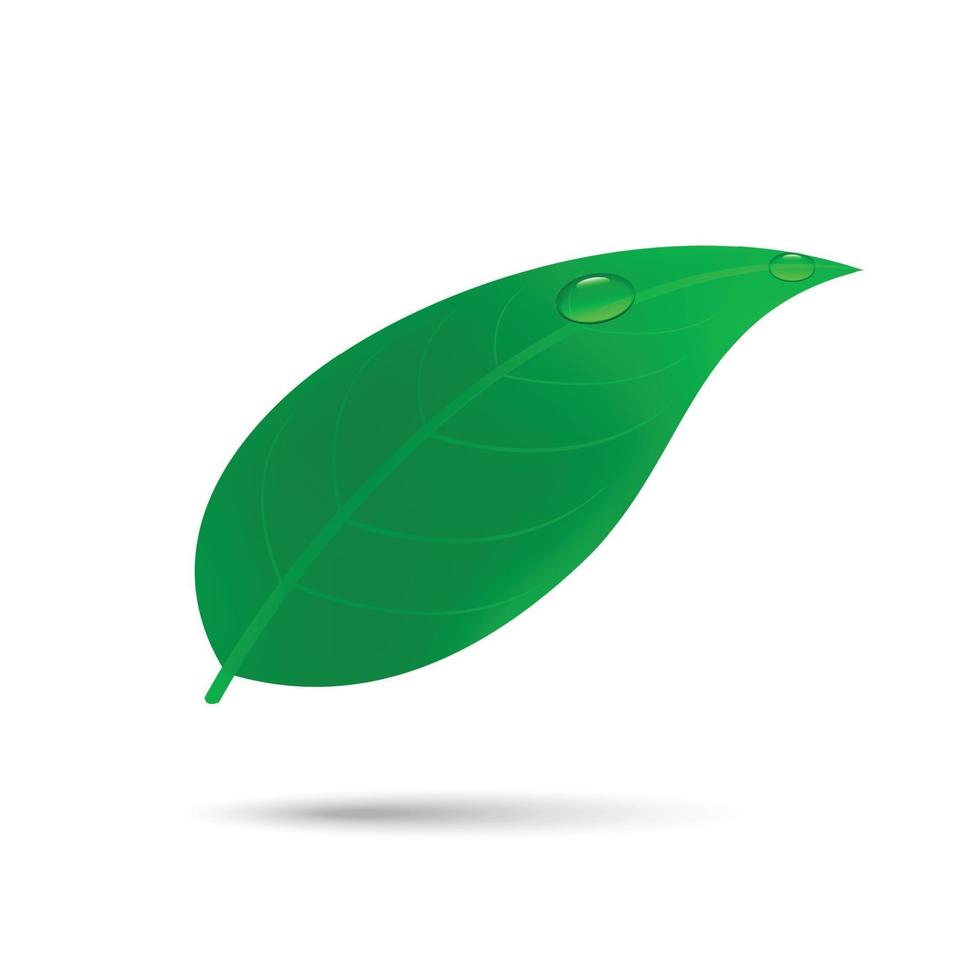 green leaf with water drop Template for your design vector