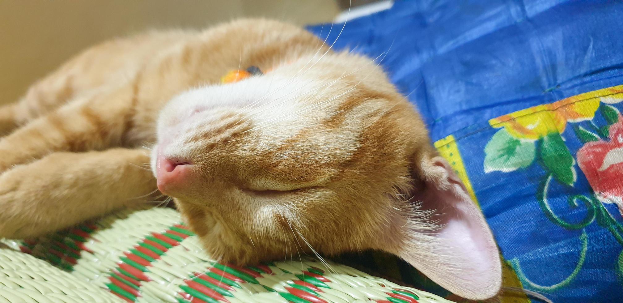 Cute orange kitten fall in sleep photo