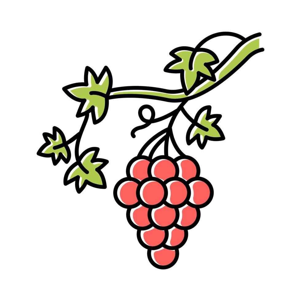 Grapevine color icon vector