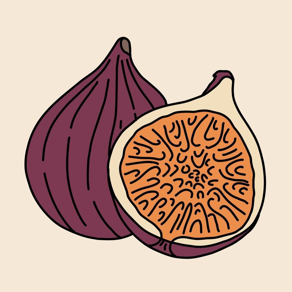 Doodle dibujo a mano alzada de fruta de higo. vector