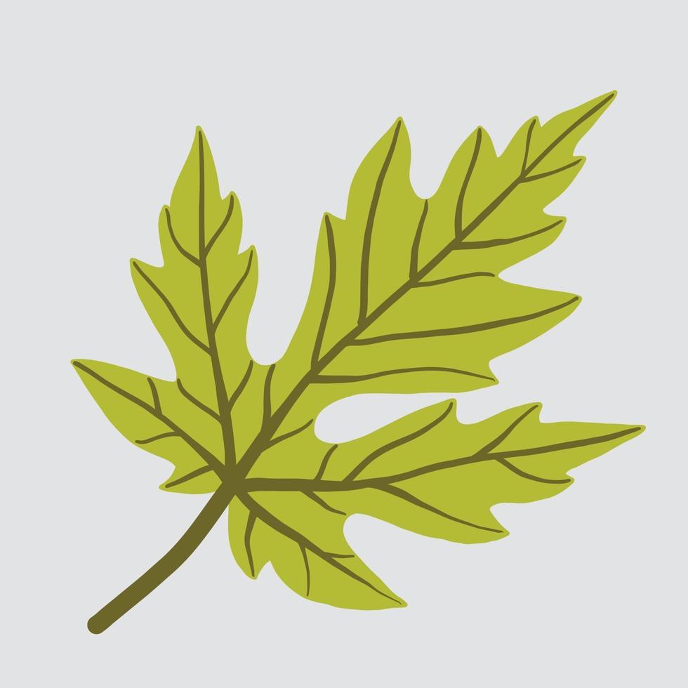Simplicity maple leaf freehand drawing flat design. vector