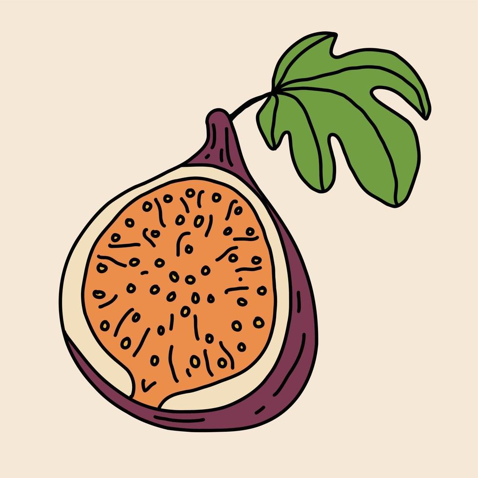 Doodle dibujo a mano alzada de fruta de higo. vector