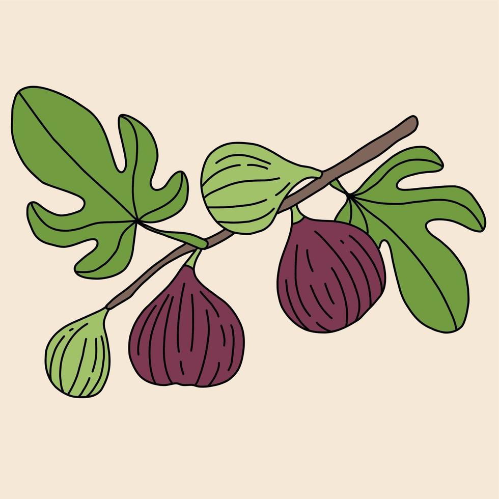 Doodle dibujo a mano alzada de fruta de higo. vector