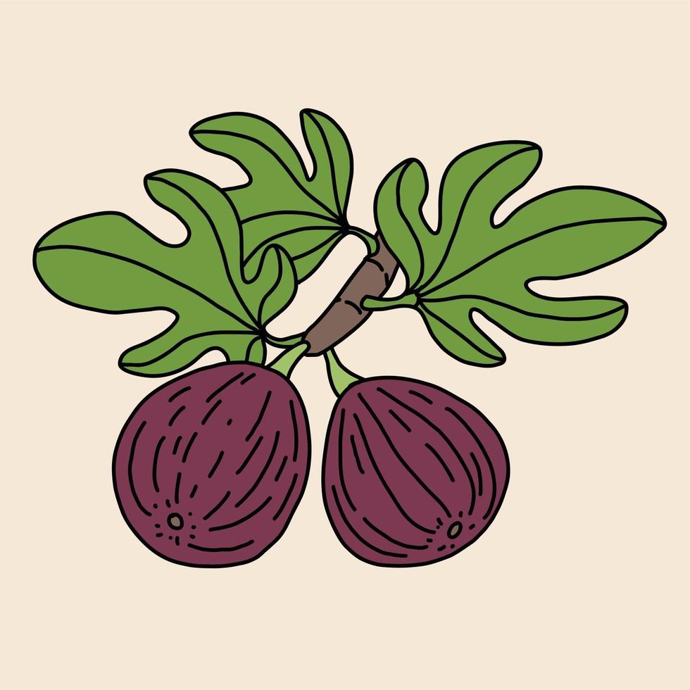Doodle freehand sketch drawing of fig fruit. vector
