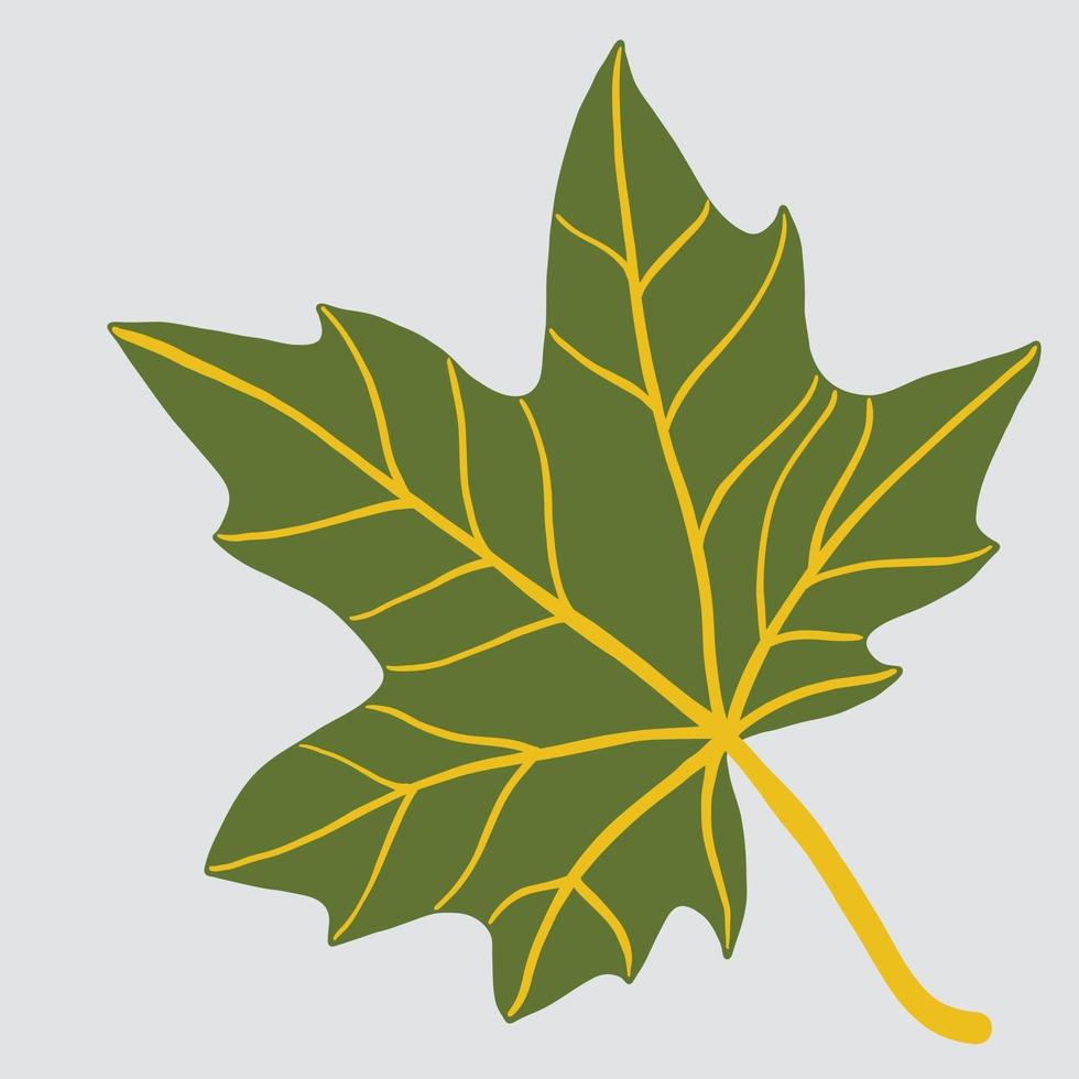 Simplicity maple leaf freehand drawing flat design. vector