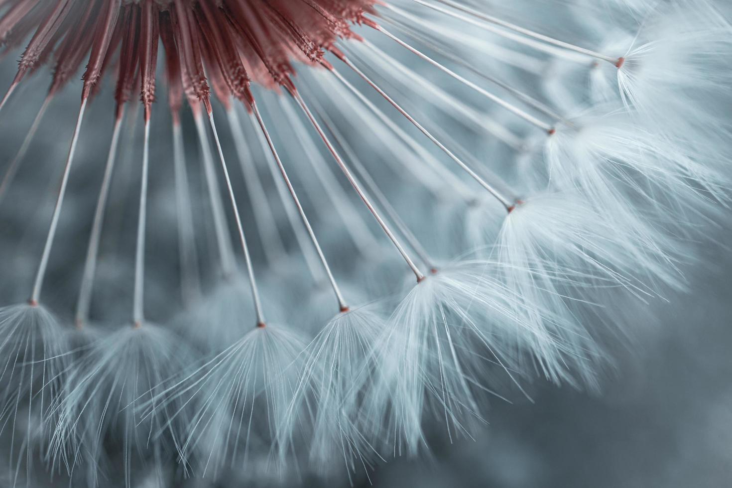 Dandelion flower seed in springtime photo