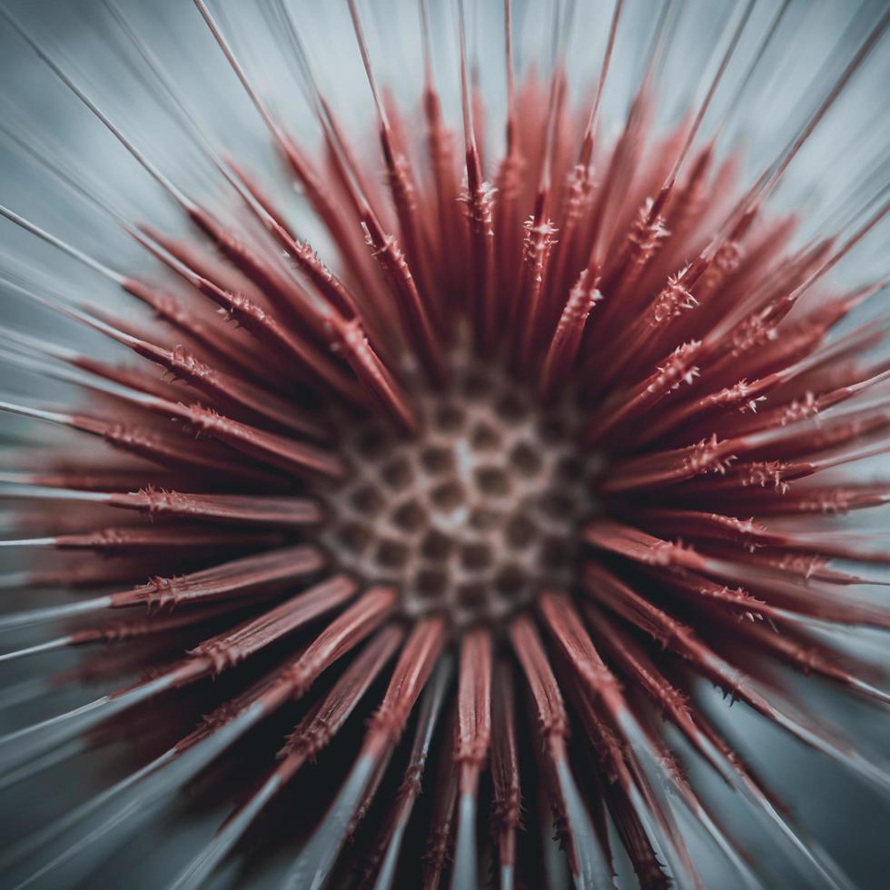 Dandelion flower seed in springtime photo