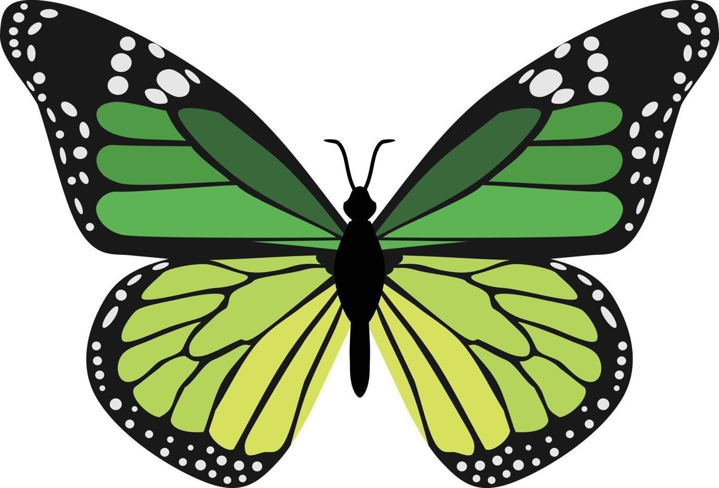 Green Butterfly Insect Animal vector