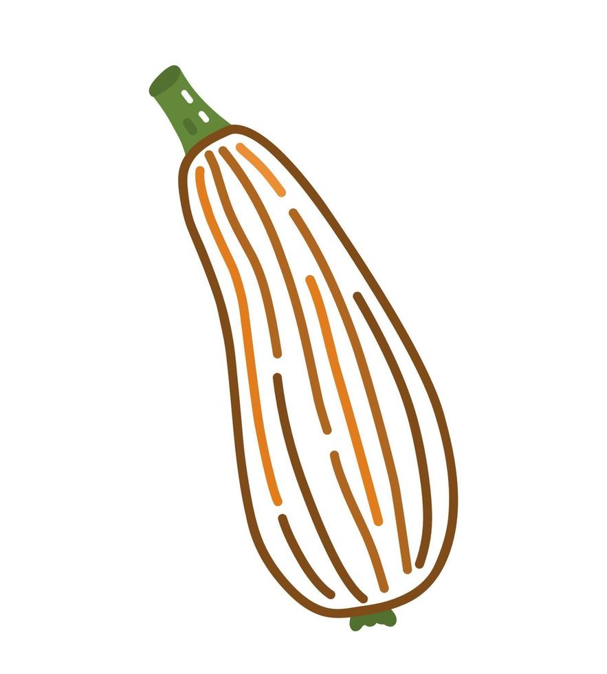 Zucchini isolated on white background. Vector doodle illustration
