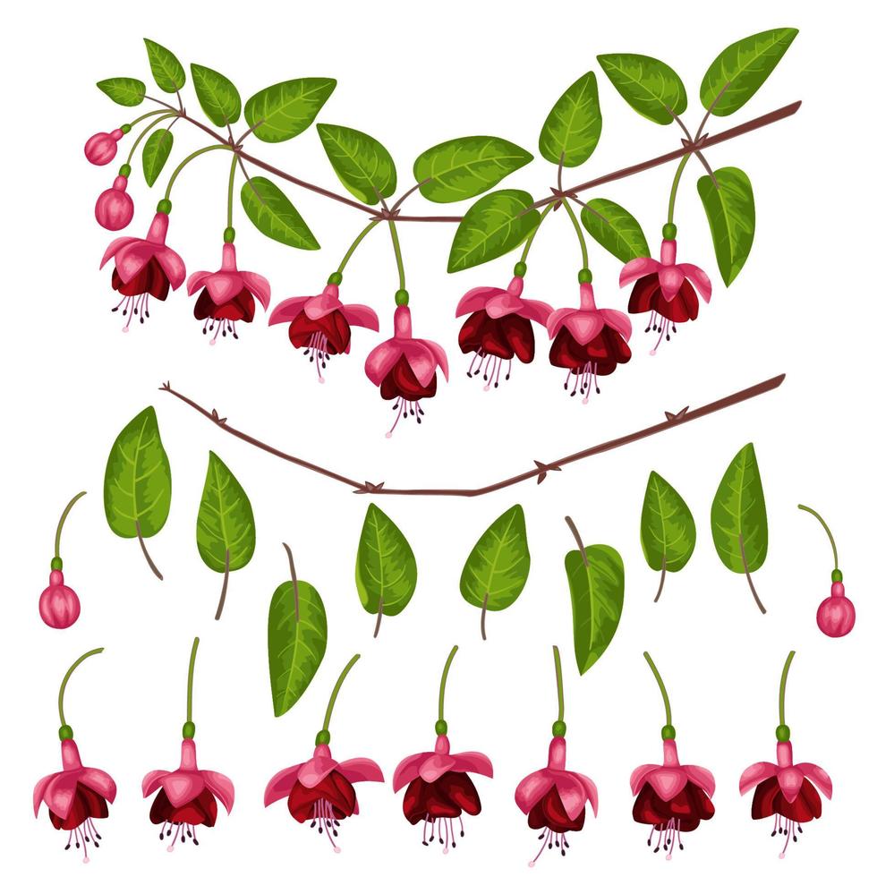 Fuchsia Elements Set vector