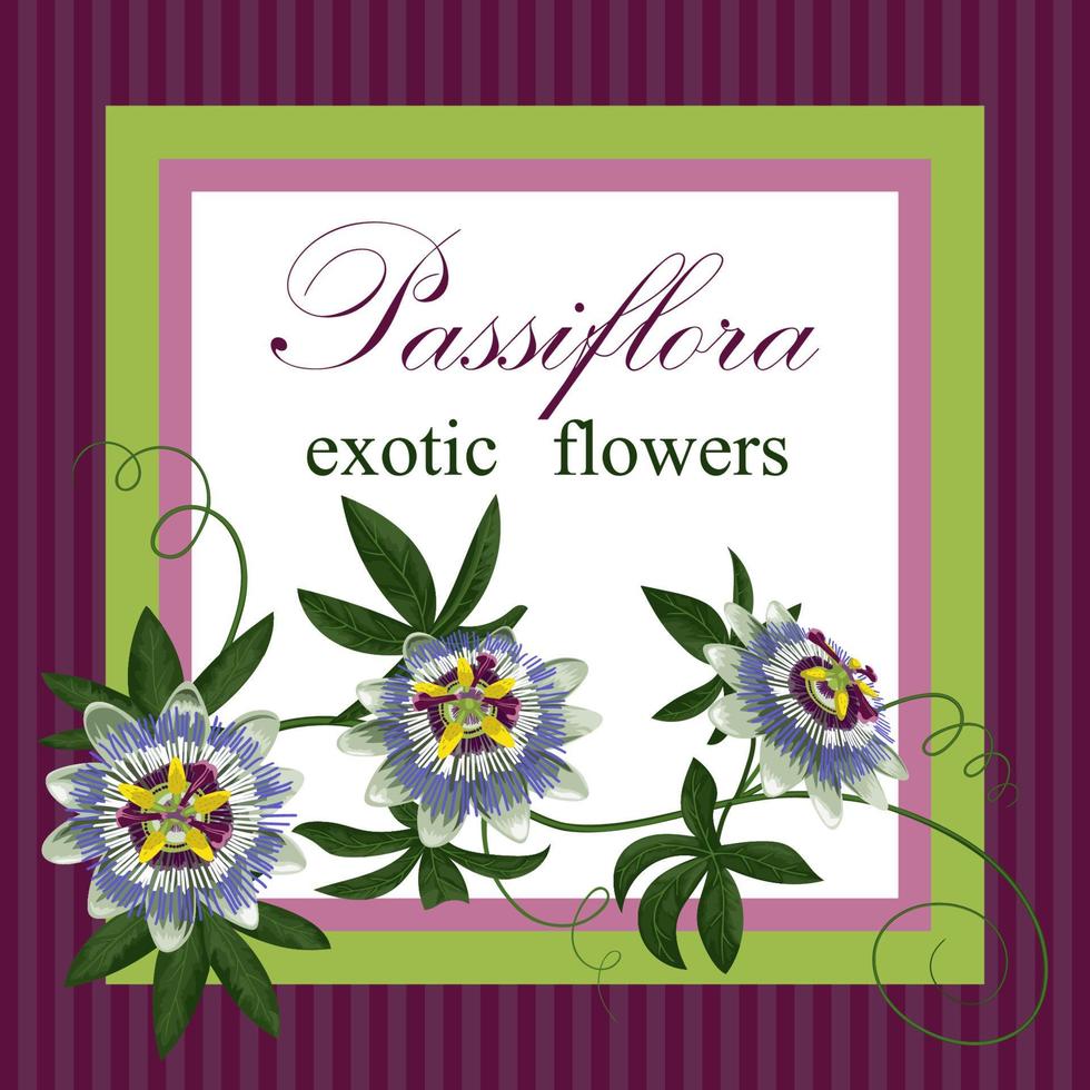 Passiflora Exotic Postcard vector