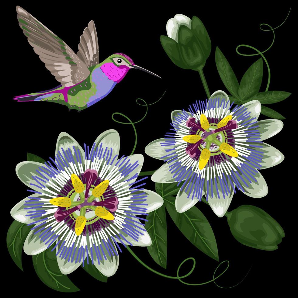 Hummingbird and Passiflora vector