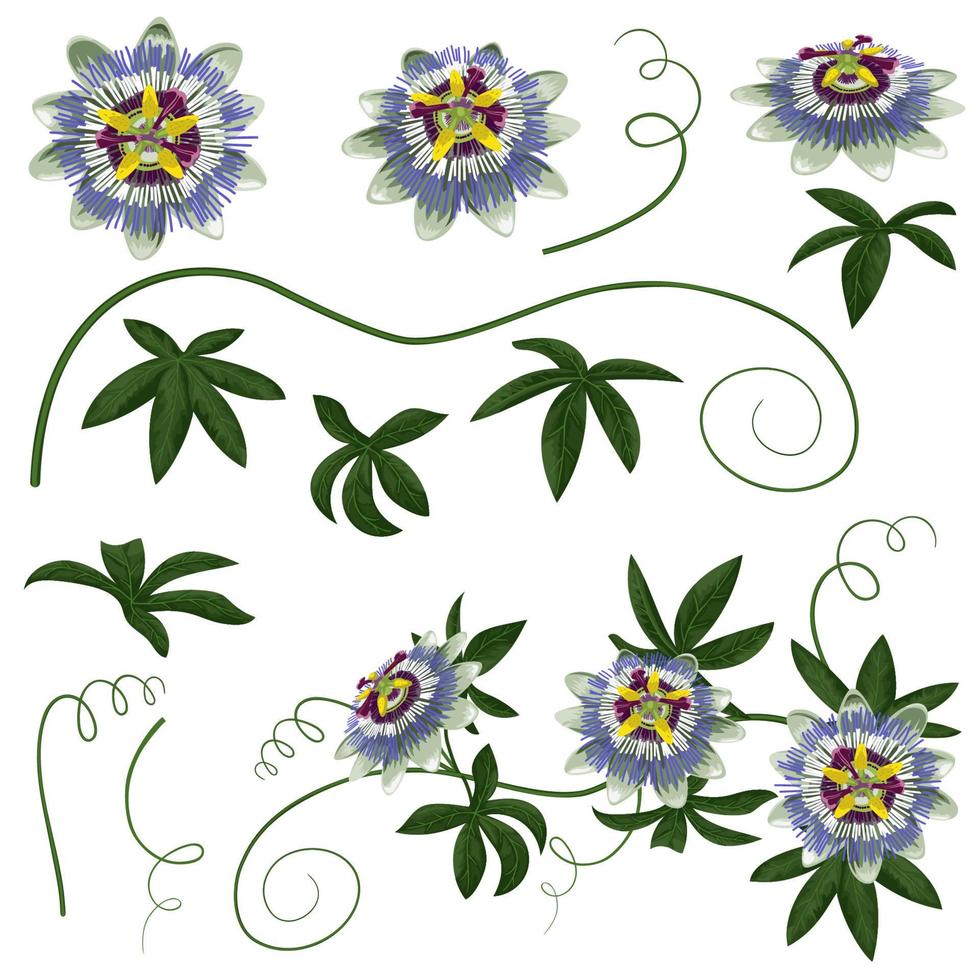 Passiflora Flowers and Leaves Set vector