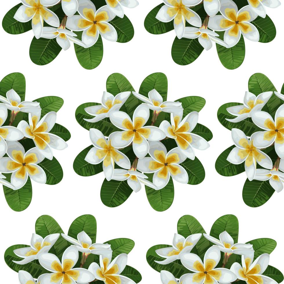 Plumeria Seamless Pattern vector