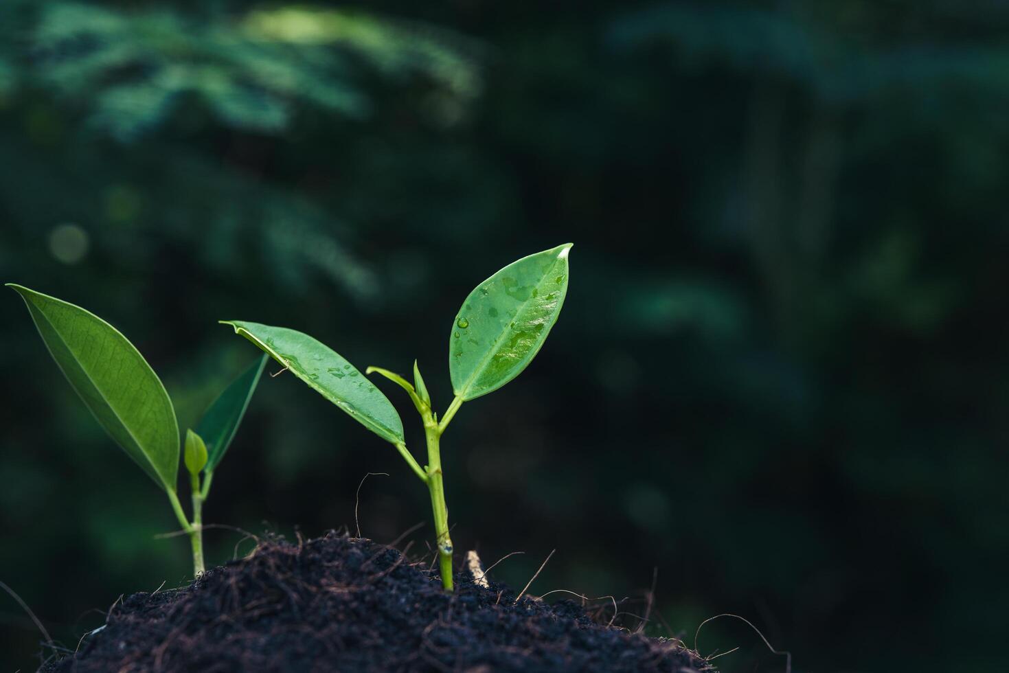 Green sprout growing from seed photo