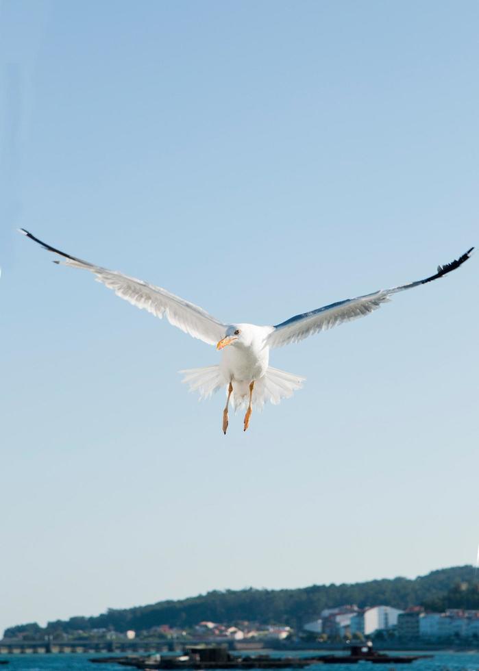 vista de una gaviota con las alas abiertas visto desde su frente. galicia, españa foto