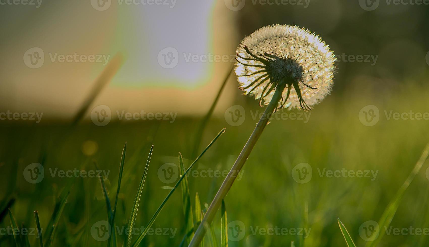 Diente de león durante la puesta de sol con un fondo borroso foto