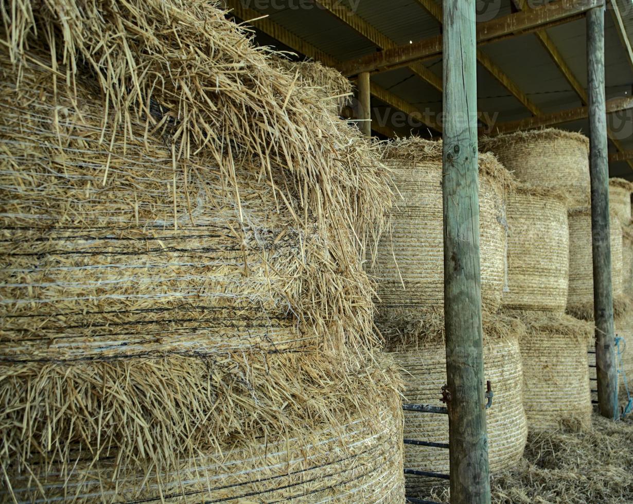 fardos de paja listos para el invierno foto