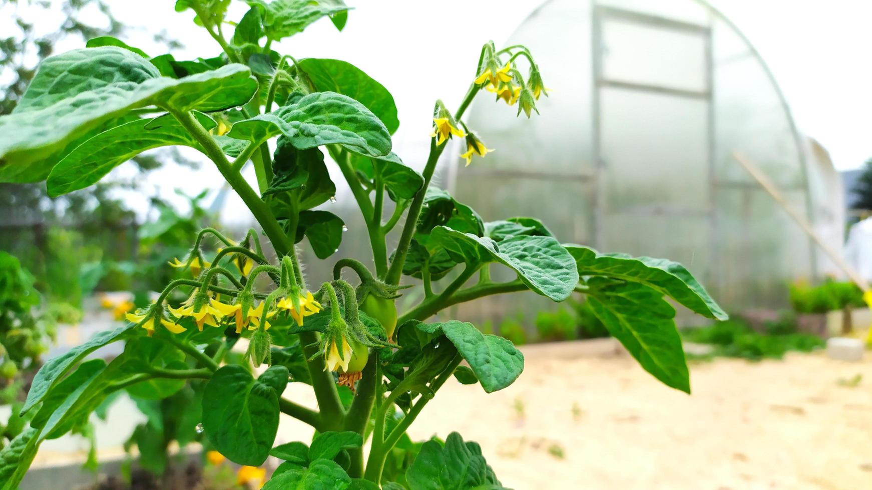 A bush of tomatoes close-up on the background of a greenhouse photo
