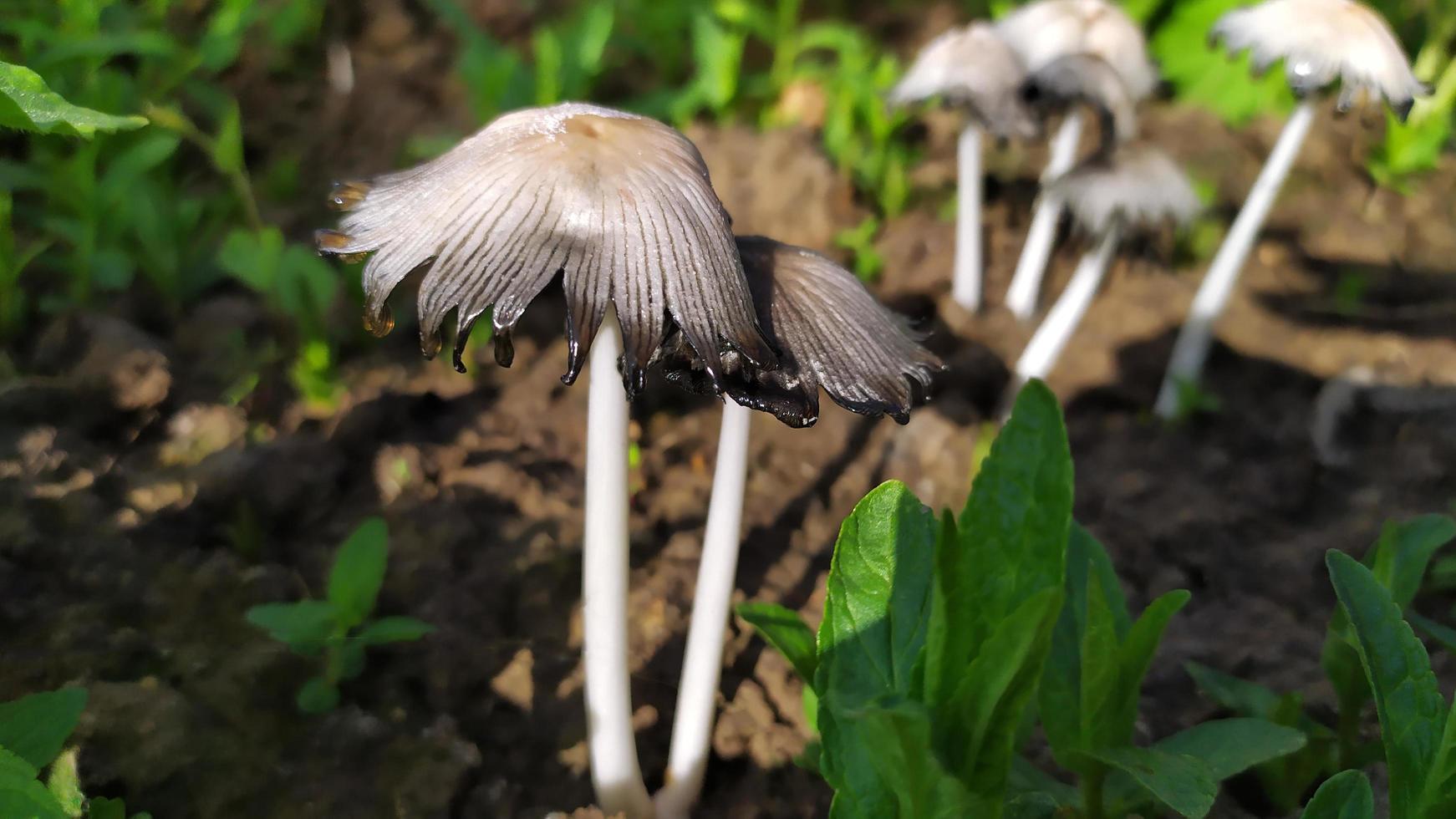 Mushrooms close-up. Toadstool mushrooms in the garden photo