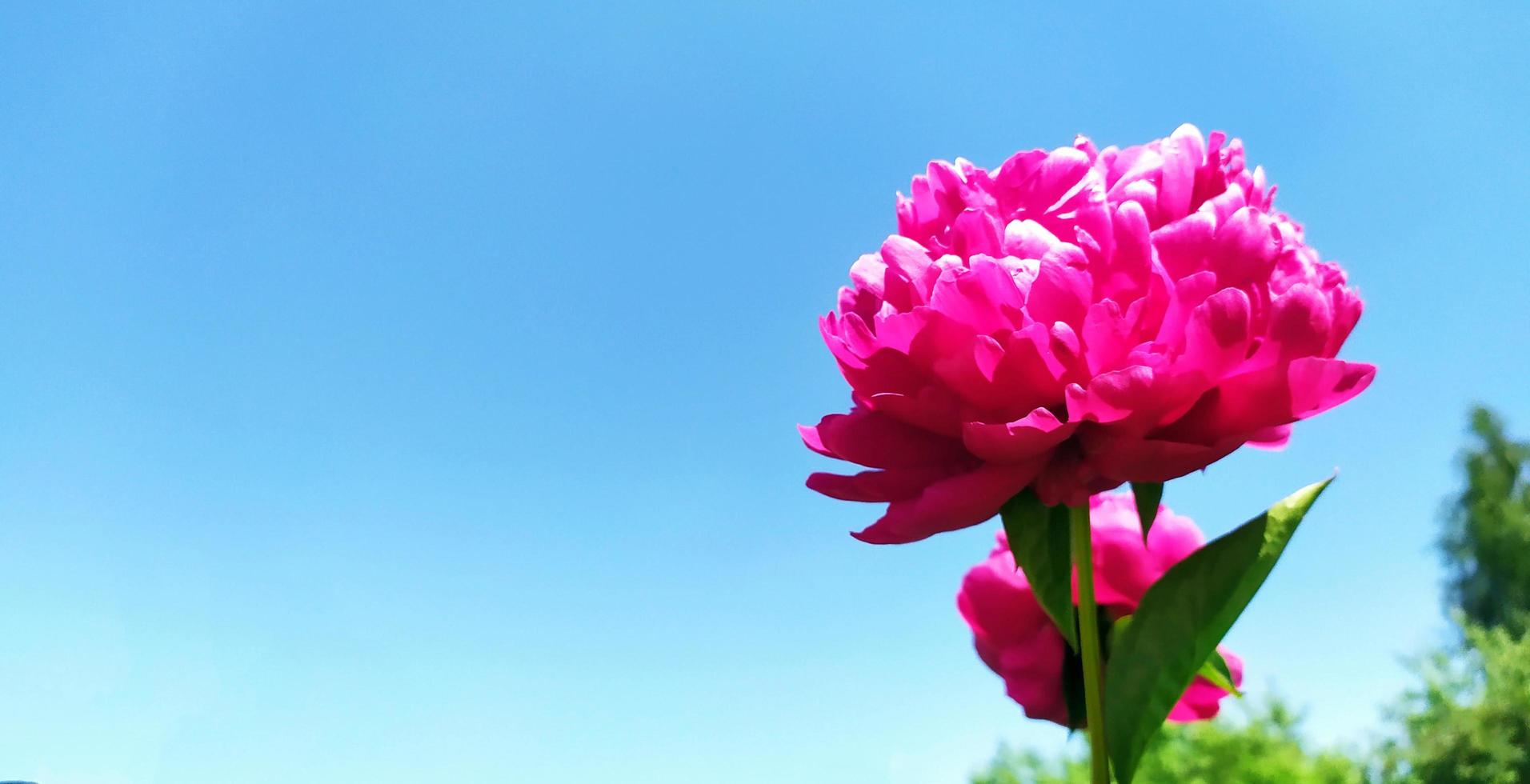 Peony flower on a background of blue sky and summer sun photo