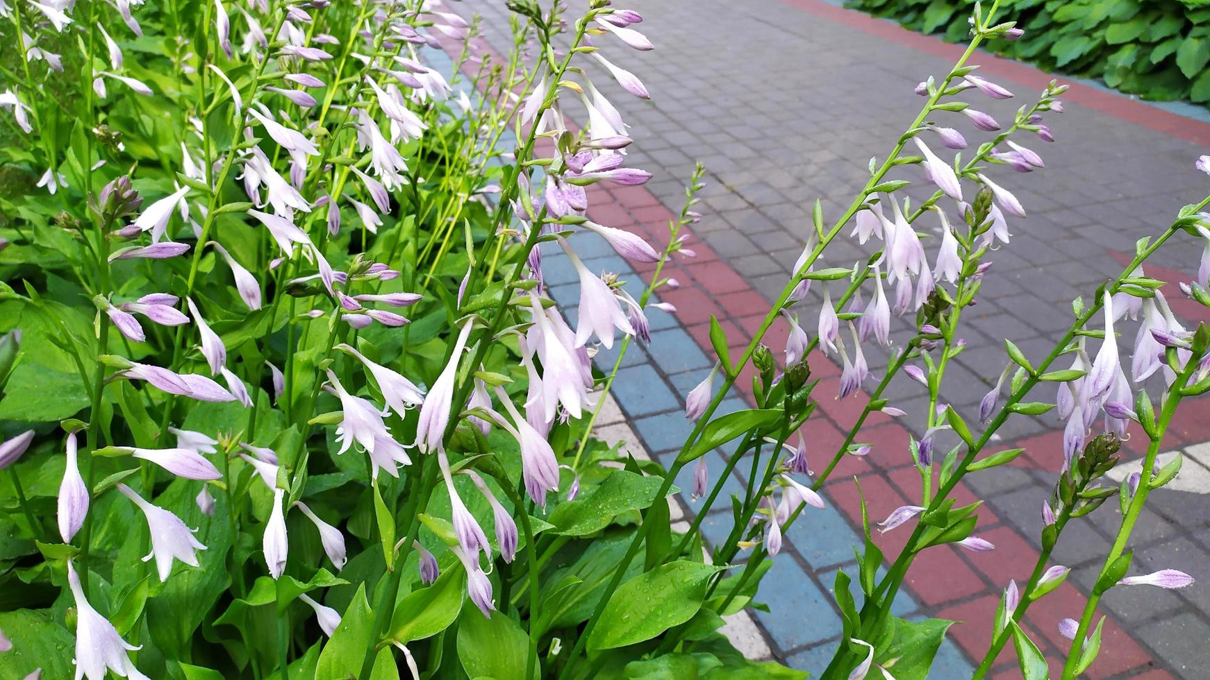 Blooming hosts on a flower bed in the garden photo