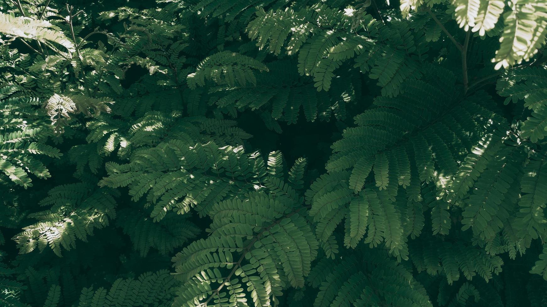 Tropical green leaf background, Dark tone theme photo