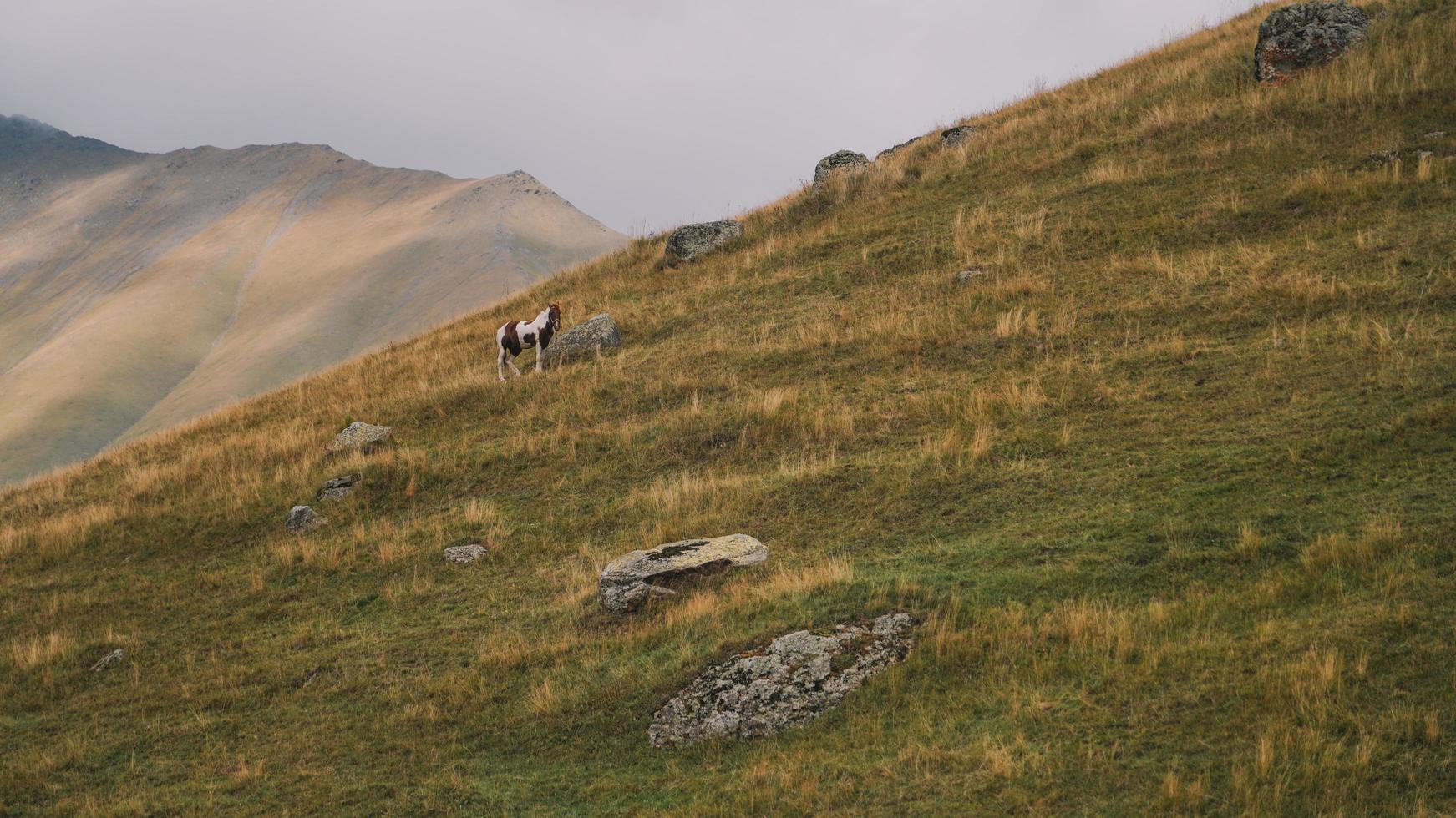 Horse in the mountain photo