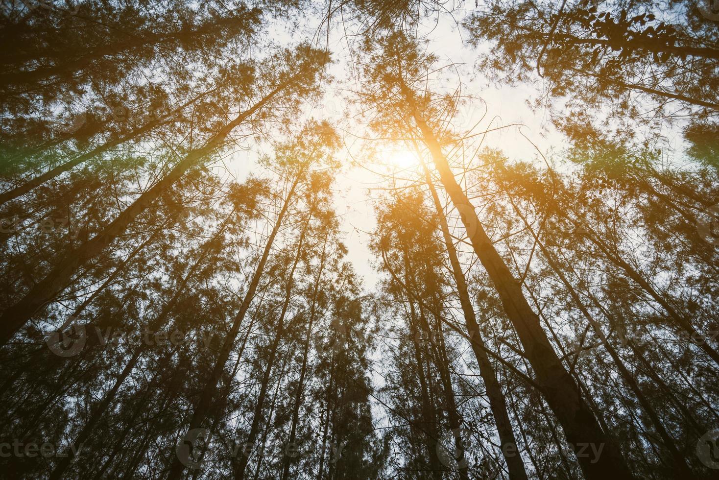 Pine woods and sun ray. Nature and Forest concept photo