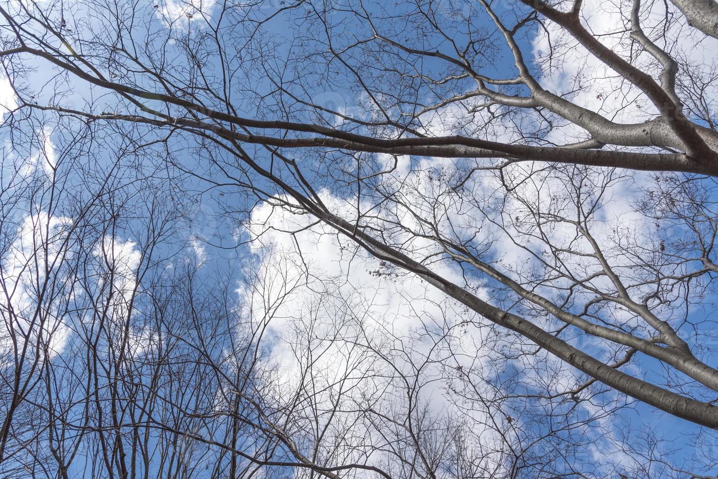 cielo azul lleno de cobertura de árboles y nubes, la naturaleza y el concepto de cielo foto