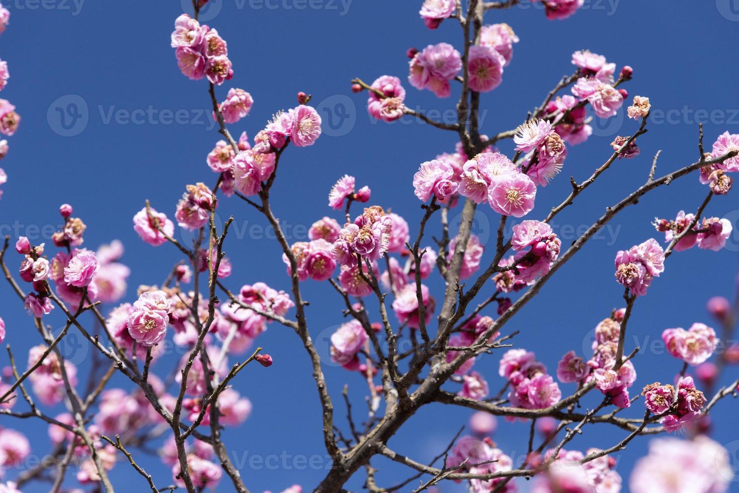 flores rosadas de cerezo ciruelo, flor de japón foto