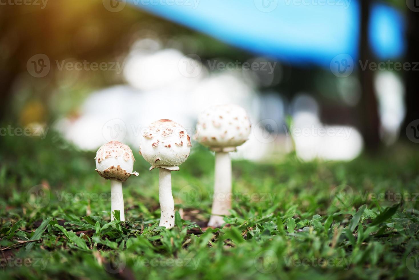 Puffball mushrooms growing on green grass photo