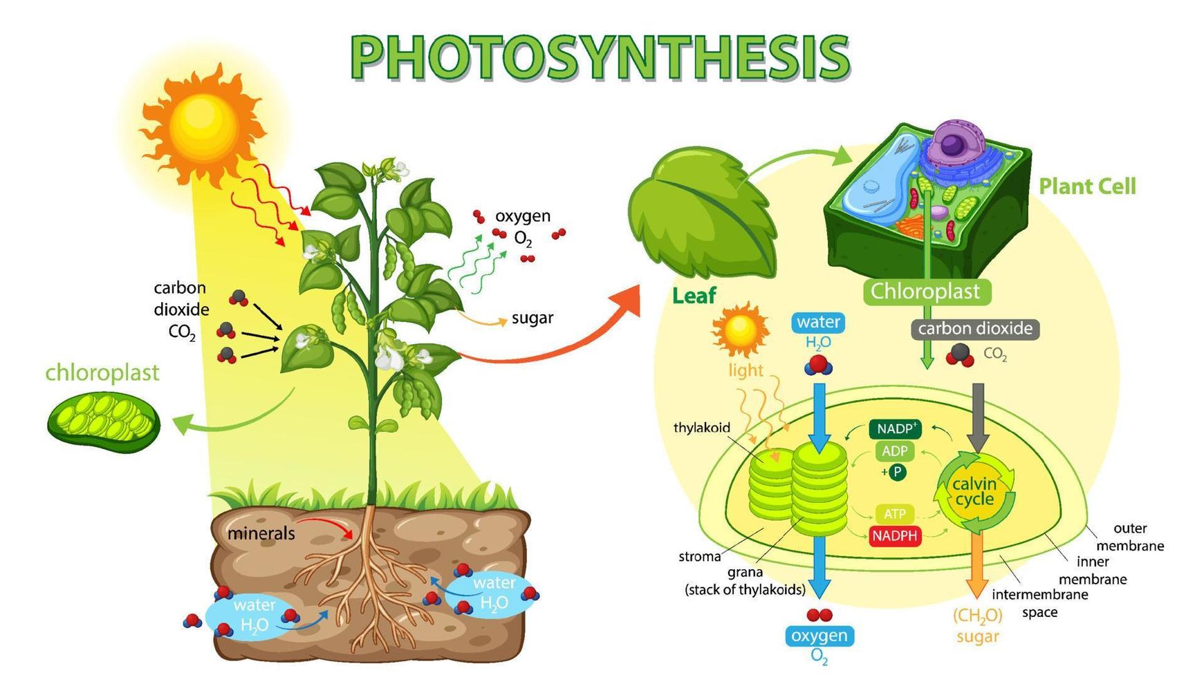 Diagram showing process of photosynthesis in plant vector