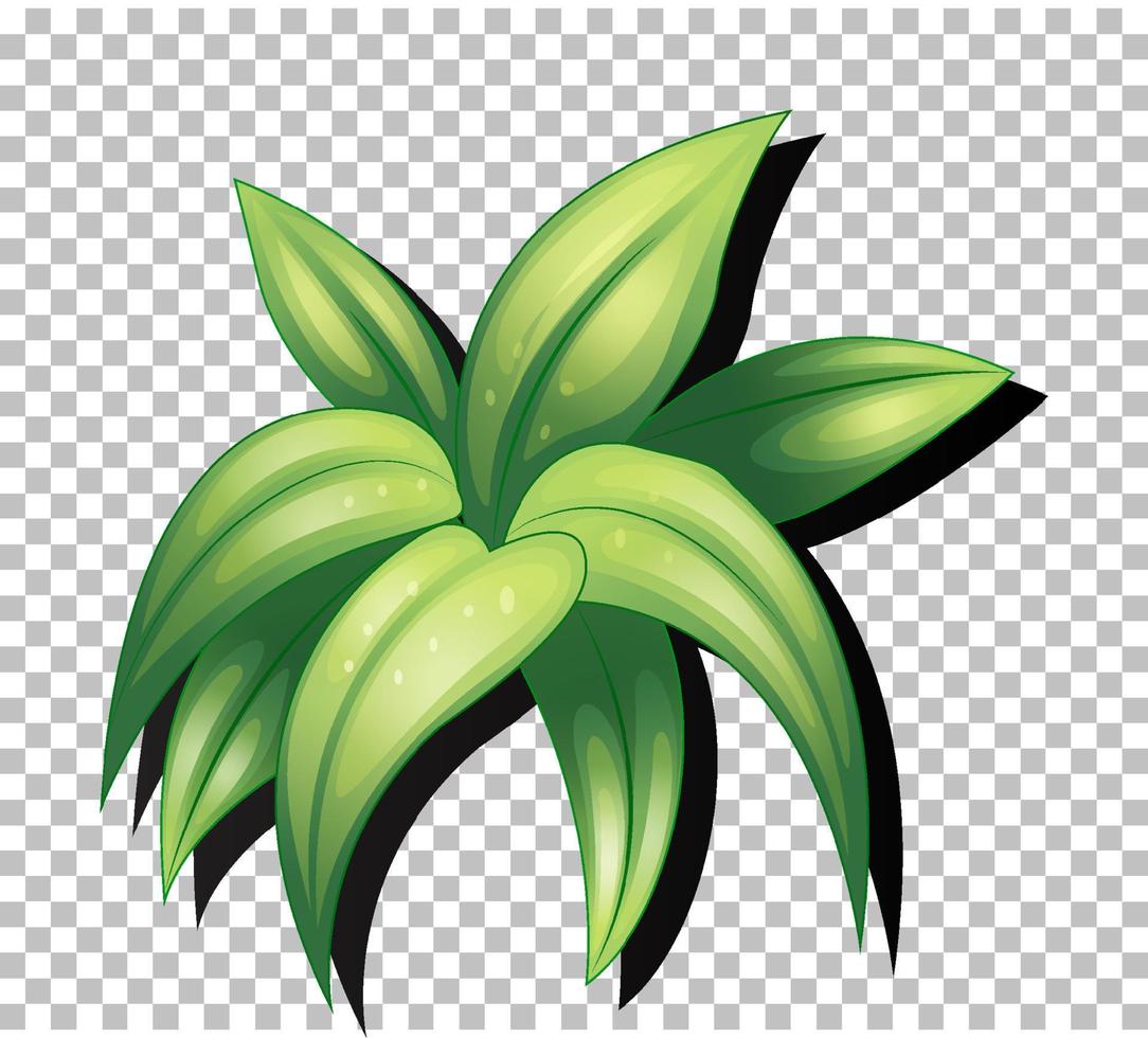 Tropical leaf isolated vector