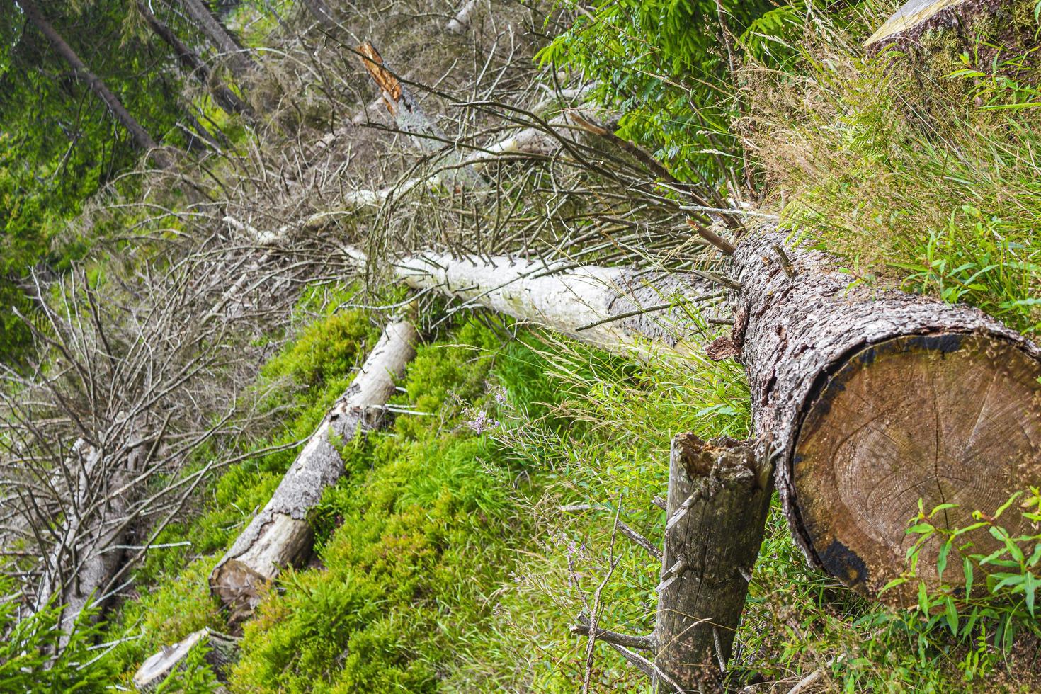 Dying silver forest dead spruces trees Brocken mountain Harz Germany photo