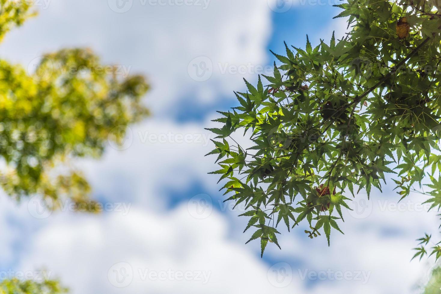 árbol momiji y cielo azul con nubes hinchadas foto